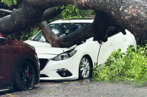 Sau tiếng động lớn, cây cổ thụ bật gốc đè bẹp hai ô tô ở Hà Nội