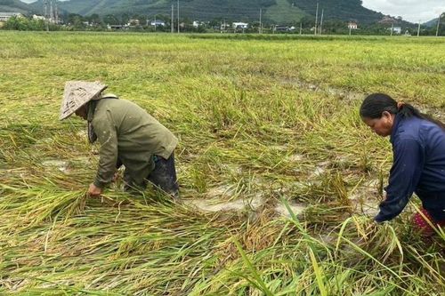 Nông dân Nghệ An đội mưa gặt tay, vớt vát lúa đổ rạp hư hỏng sau bão số 5
