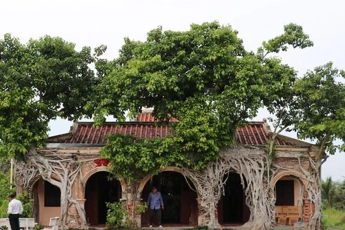 Độc đáo ngôi đình được rễ của 2 cây bồ đề ôm trọn ở Đồng Tháp