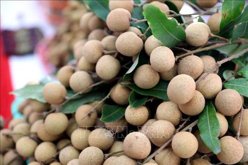 Nhãn lồng Hưng Yên từ 'tiến Vua' đến bài toán xuất khẩu bền vững