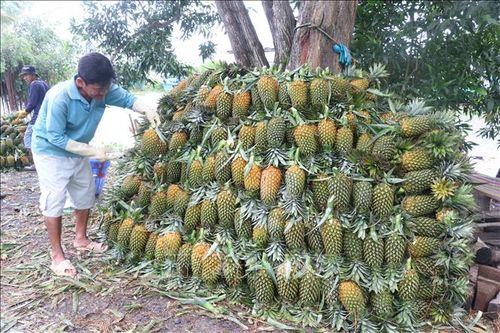 Xây dựng thương hiệu và chỉ dẫn địa lý cho cây dứa vươn xa