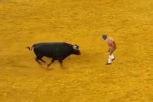 Thảm kịch: Đấu sĩ trẻ thiệt mạng sau cú húc của con bò đực khổng lồ
