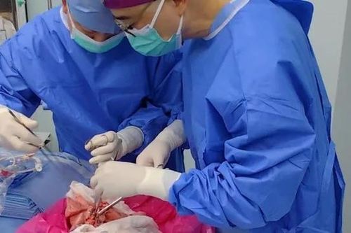 Lần đầu tiên trong lịch sử phổi lợn được cấy ghép thành công cho người