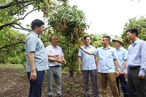 Bắc Ninh: Tạo chuỗi liên kết xuất khẩu nhãn tươi sang thị trường Australia