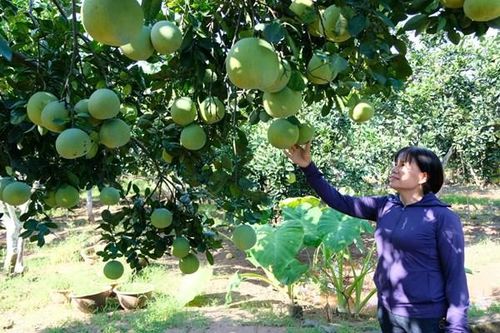 Nông nghiệp Hà Nội từ ứng dụng công nghệ cao đến xây dựng mô hình sinh thái