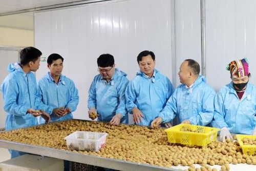Doanh nghiệp, hợp tác xã đẩy mạnh xuất khẩu nhãn sang thị trường Úc