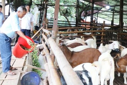 Thu tiền tỷ từ nuôi dê