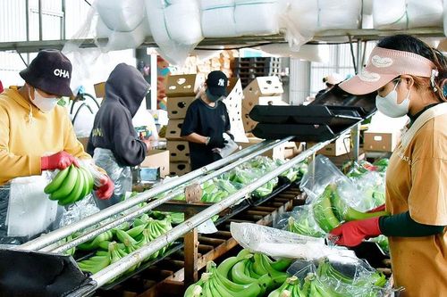 Chuẩn hóa vùng trồng để đưa nông sản vươn xa