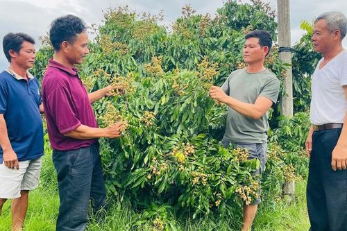 Nông dân Ia Pa liên kết phát triển cây ăn trái