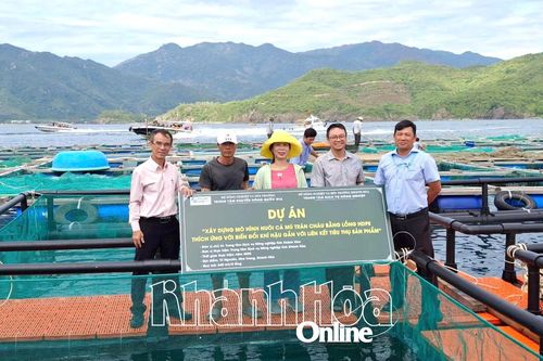 Hỗ trợ giống cá mú trân châu cho các hộ dân tại vùng nuôi đảo Trí Nguyên