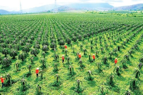 Làm gì để sản xuất, tiêu thụ, xuất khẩu thanh long bền vững