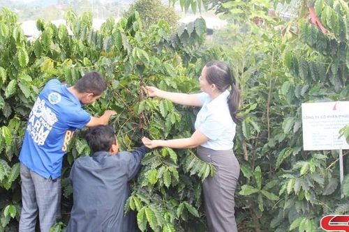 Mô hình nông lâm kết hợp, tạo sinh kế bền vững