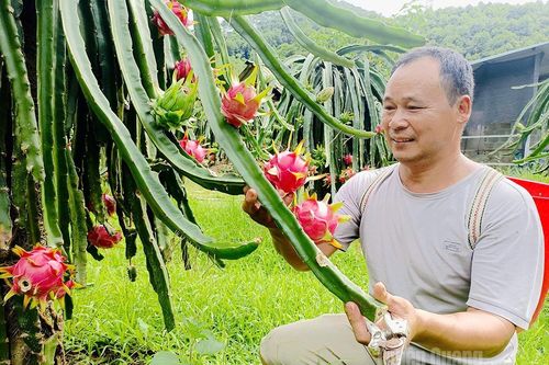 Vườn thanh long bạc triệu