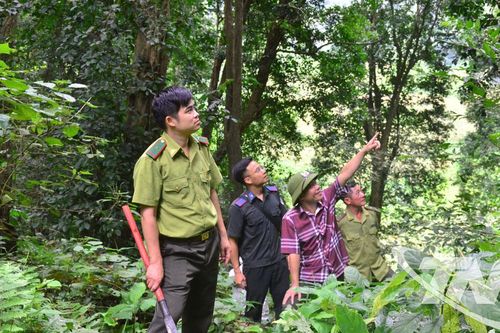 Thái Nguyên: Tăng cường quản lý, bảo vệ và phát triển rừng