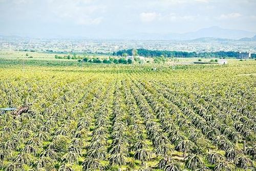 Những điều đặc biệt trong xây dựng nông thôn mới ở Lâm Đồng