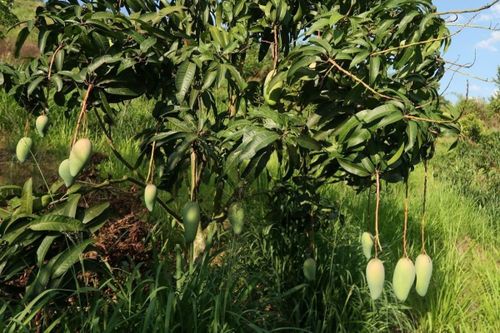 Việt Nam – Australia hợp tác phát triển nông nghiệp xanh bền vững