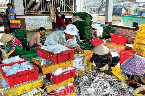 Sức sống mới đô thị ven biển
