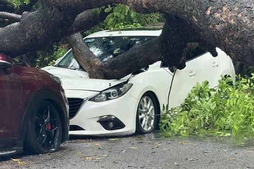 Liên tiếp sự cố cây đổ ở Hà Nội: Cây xà cừ cổ thụ bật gốc, đè nát 2 ô tô ở phố Trung Kính