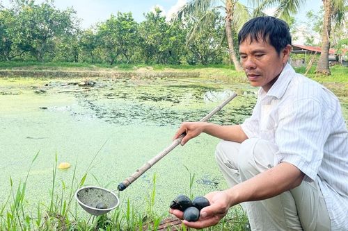 Hiệu quả từ mô hình nuôi ốc nhồi ở xã Ứng Thiên