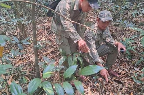 Tăng cường tuần tra rừng, gỡ bẫy để bảo vệ động vật quý hiếm