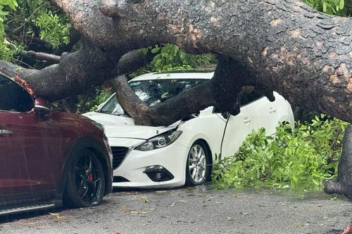 Hà Nội mưa kéo dài, cây cổ thụ lại bật gốc đè bẹp 2 ô tô