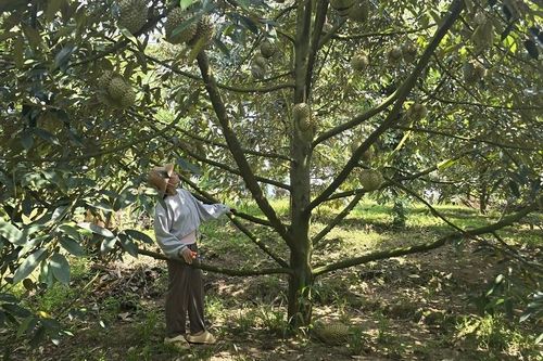 Chuyện thoát nghèo của đồng bào vùng cao Khánh Sơn