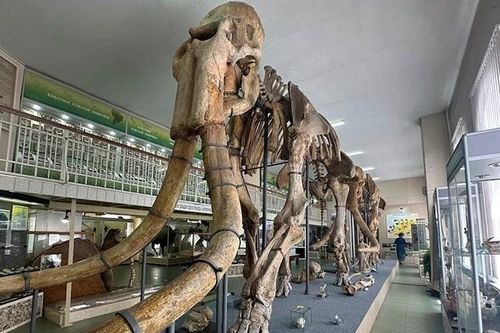 Stavropol quê hương của loài voi