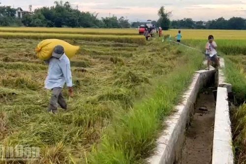 Huế ưu tiên thu hoạch lúa hè thu trước ngày 2/9 để tránh mưa bão