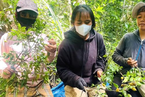 Mùa thu hoạch quả xoay rừng