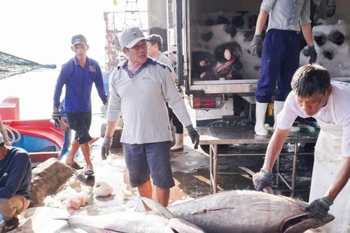 Khánh Hòa phát động thi đua cao điểm, quyết gỡ 'thẻ vàng' IUU