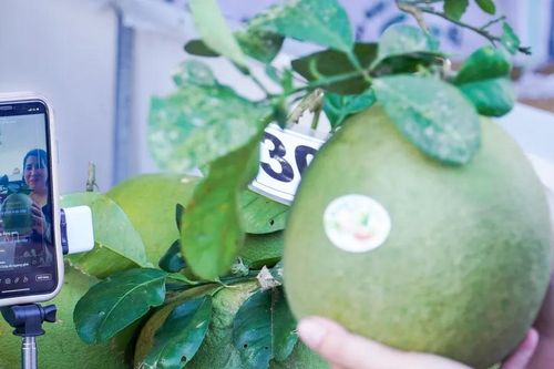 Chuyển đổi số là đòn bẩy tăng trưởng cho hợp tác xã