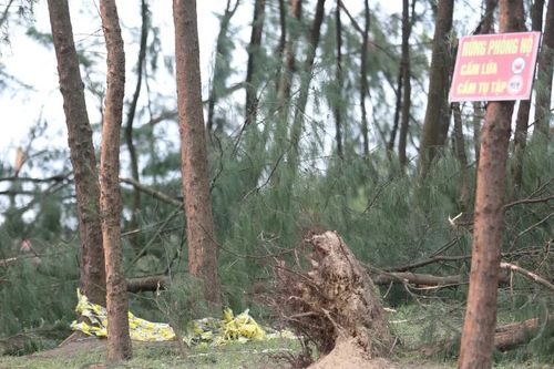 Rừng phòng hộ ven biển ở Hà Tĩnh tan hoang sau bão số 5 Kajiki