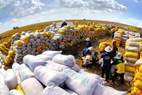 Sau nạn đói lịch sử, Việt Nam trở thành cường quốc xuất khẩu gạo thế nào?