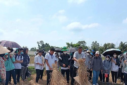 Nghe ông 'Tư lúa mùa' kể chuyện