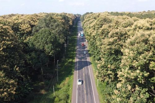 Ngỡ lạc vào phim khi đi trên con đường 5km xuyên rừng cổ thụ ở Đồng Nai