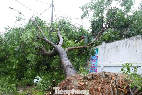 Bão số 5 khiến 33.000 cây bị gãy, đổ ở Nghệ An