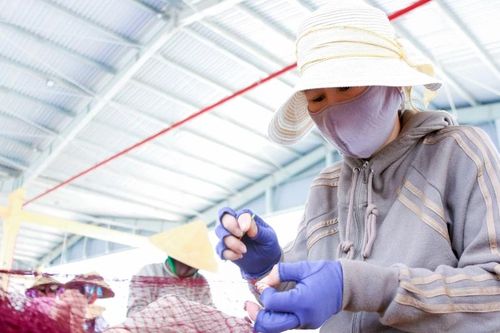 Mưu sinh bằng nghề đan lưới cá ở Đà Nẵng