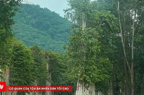 Bắt tạm giam Kế toán trưởng Công ty trúng đấu giá khai thác rừng gần 4 tỷ bán lại 26 tỷ