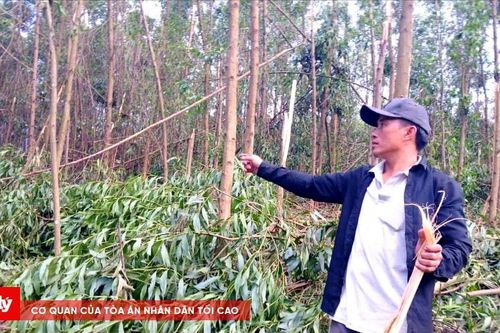 Hàng ngàn ha keo, tràm ở Hà Tĩnh bị bão bẻ gãy