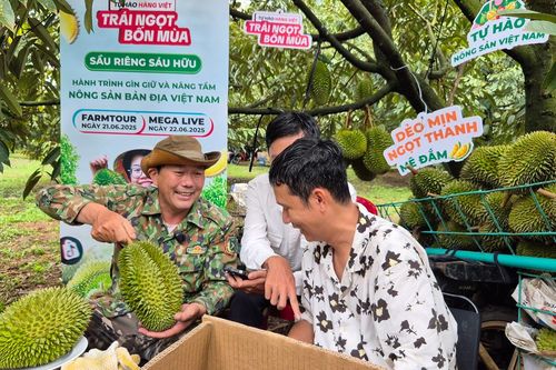 Người nông dân trồng sầu riêng kiểu mới, không sợ thừa cung
