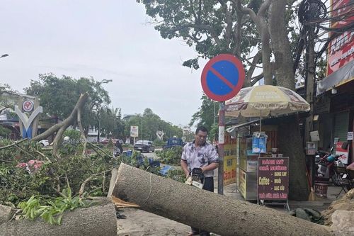 Hơn một nửa cây xanh đô thị ở TP. Vinh (cũ) bị gãy, đổ do bão số 5