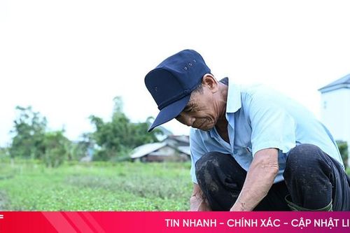 Nông dân Hà Tĩnh tất bật 'hồi sinh' rau màu sau bão