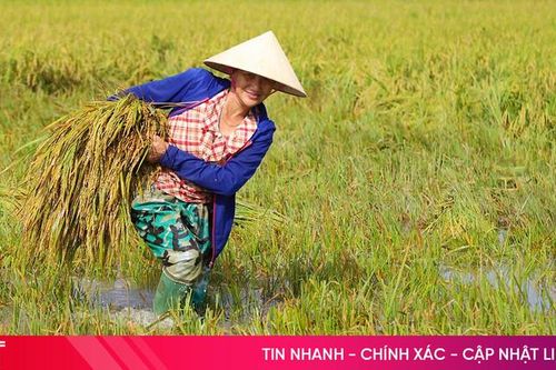 Khẩn trương thu hoạch lúa 'chạy' nguy cơ mưa lớn