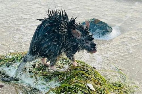 Anh lo đối phó với nạn chuột khổng lồ bùng nổ sau mùa Hè nóng bức