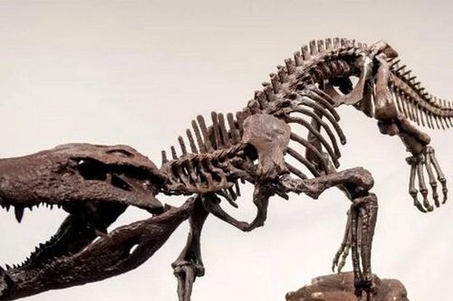 Phát hiện dấu tích của sinh vật khủng khiếp thích 'xơi tái' khủng long