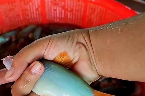 Theo ngư dân săn 'cá heo' trên sông nước miền Tây