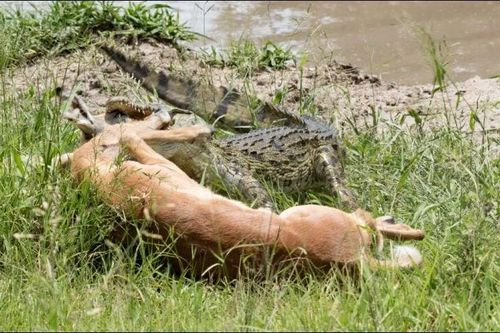 CLIP: Vừa thoát khỏi hàm cá sấu, linh dương impala lại đối đầu báo hoa mai