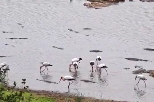 CLIP: Bầy cò ung dung kiếm ăn giữa đàn cá sấu khổng lồ và cái kết khó tin
