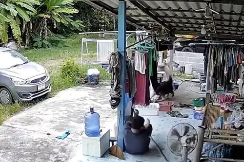 CLIP: Đang ngủ trưa, người đàn ông hoảng loạn khi bị rắn cắn bất ngờ
