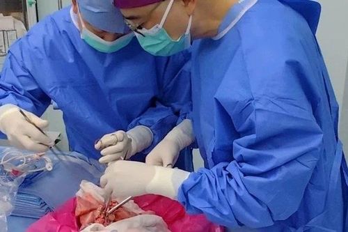 Trung Quốc lần đầu thành công ca cấy ghép phổi heo vào cơ thể người